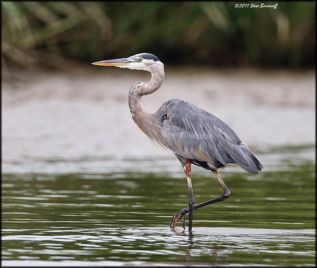 _1SB0887 great-blue heron.jpg